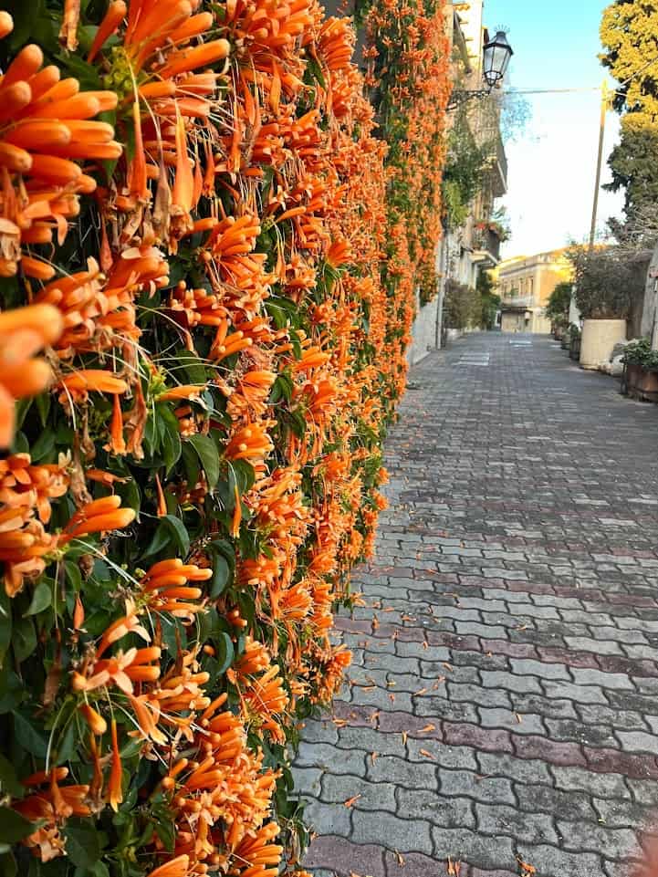 Flowers in Taormina decorate the town