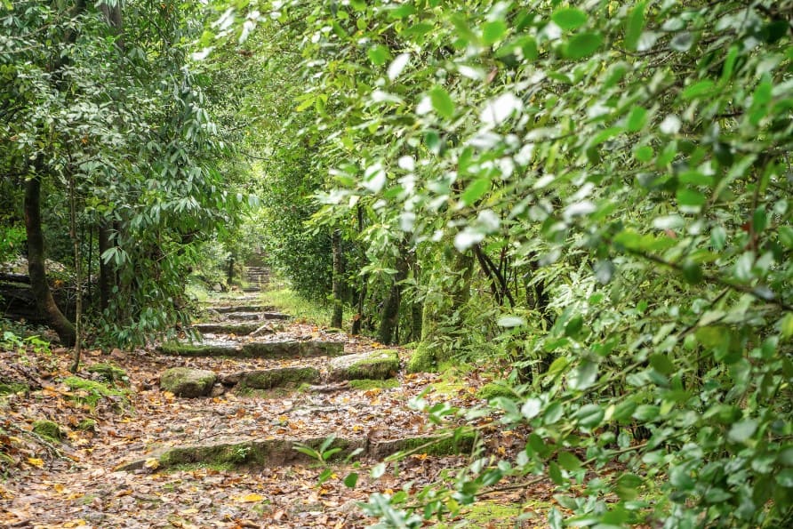 There are many secluded trails in the Bussaco Forest