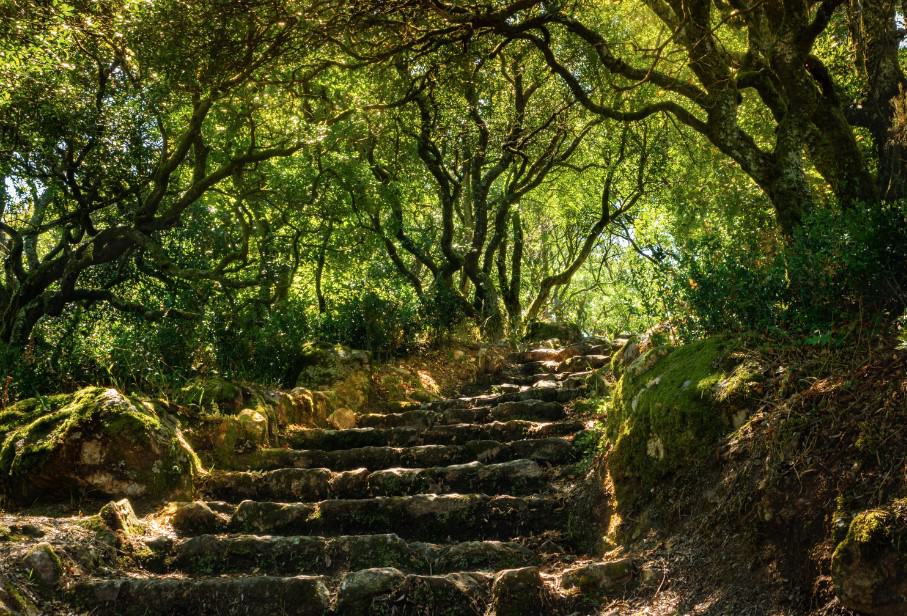 The Bussaco Forest Trails take you into quiet nature