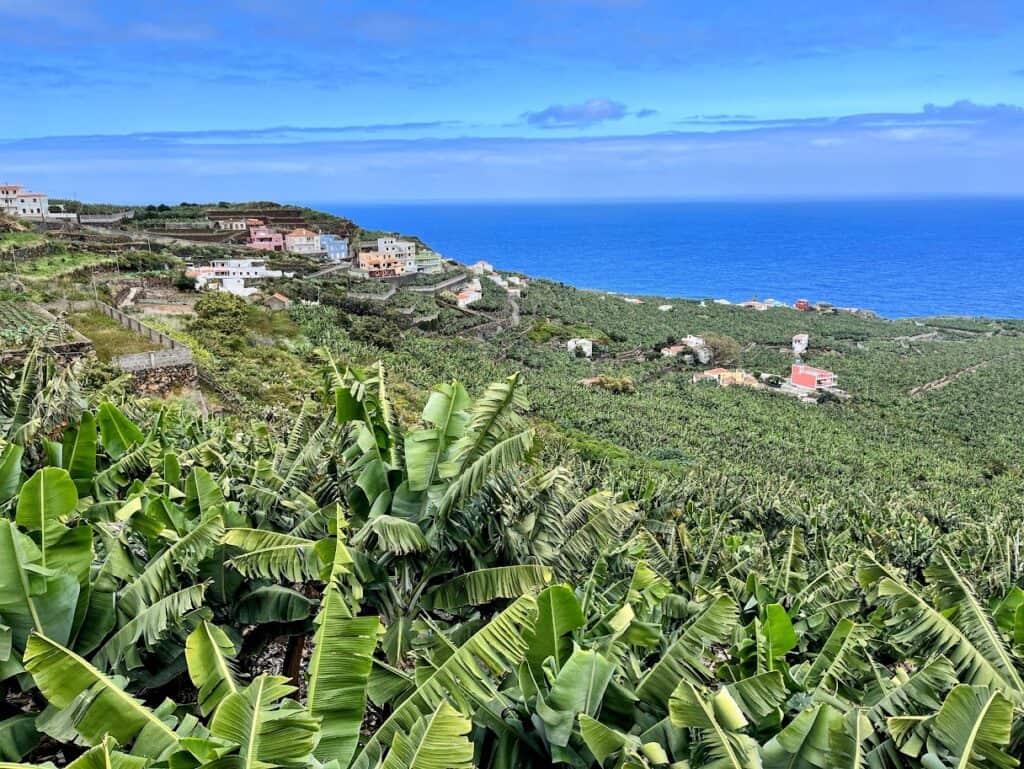 You will see many banana trees as you are getting around La Palma with the ocean in the background