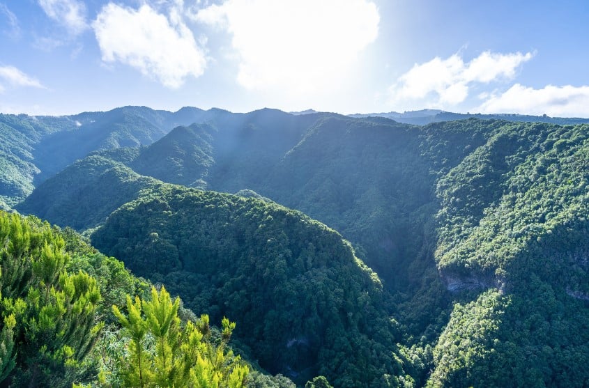 Lush greenery of Cubo de la Galga in La Palma, showcasing the island's dense forests and inviting trails, begs the question, Is La Palma worth visiting?