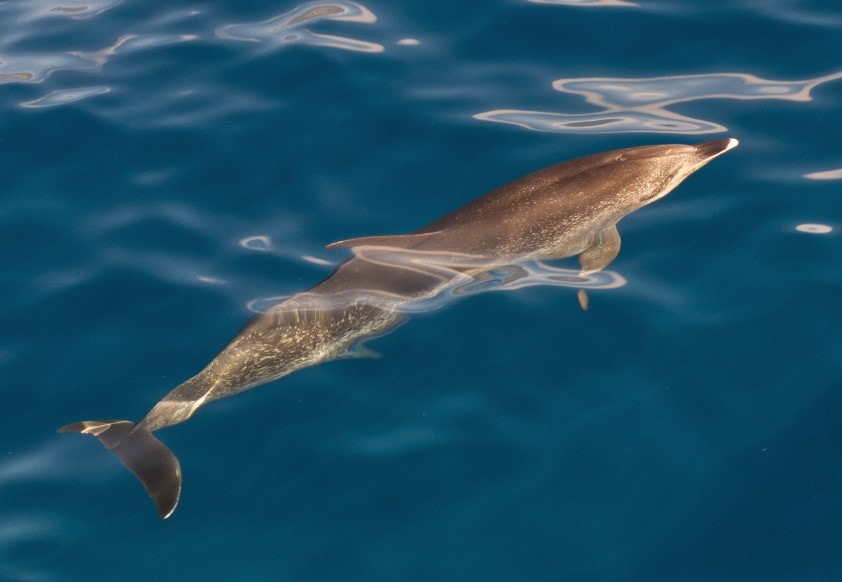 Doplhins can be seen from tours out of Tazacorte in La Palma