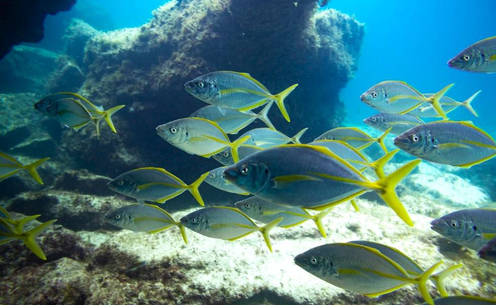 A school of Salema Porgy fish with yellow stripes and silver bodies, swimming in unison among the shadows of the underwater landscape in the clear blue waters of the Canary Islands.