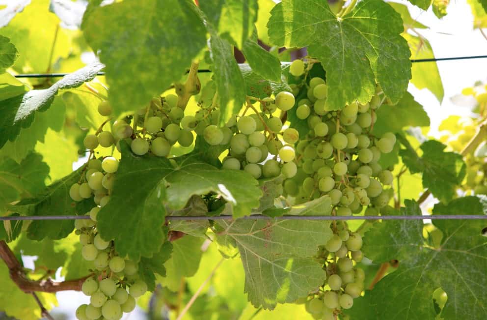 Clusters of green grapes hanging from lush vines, bathed in sunlight, at a vineyard in La Palma, Canary Islands, indicating a thriving viticulture amidst the island's diverse microclimates.
