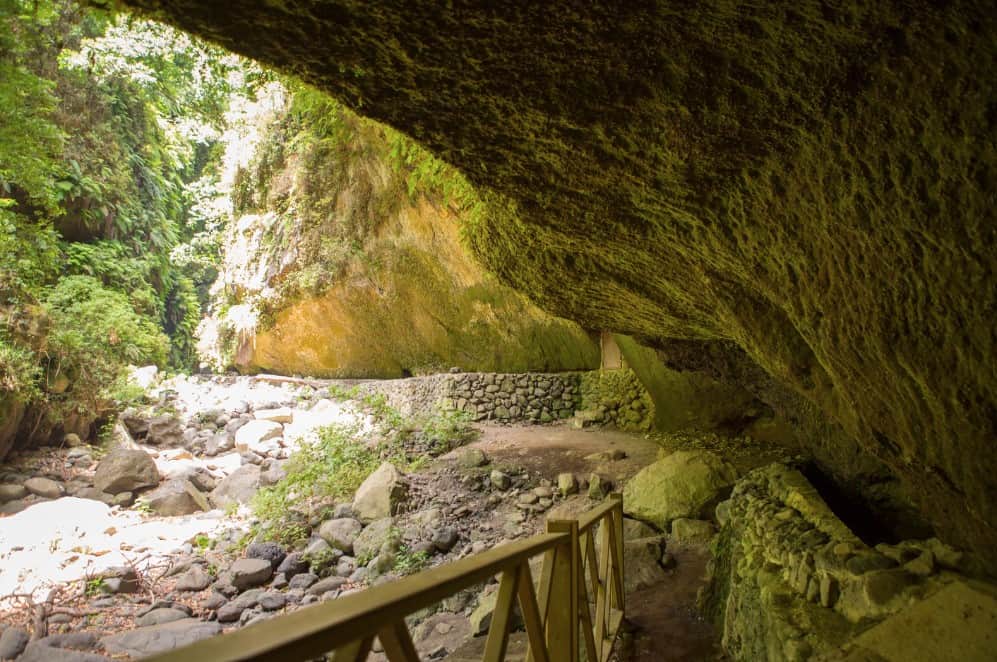 A pathway in the verdant Bosque de Los Tilos, guiding nature enthusiasts through the heart of Los Tilos La Palma's rich ecosystem.