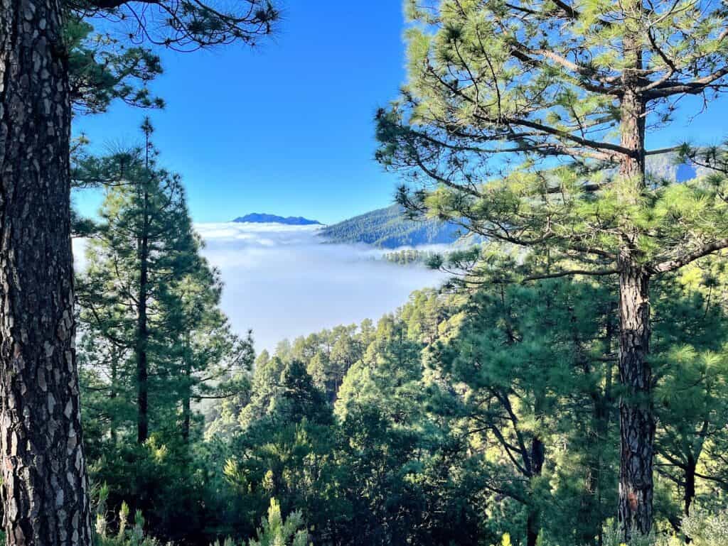 The clouds rise above the trees in La Palma on the drive up to the Roque de los Muchachos Observatory when you are getting around La Palma