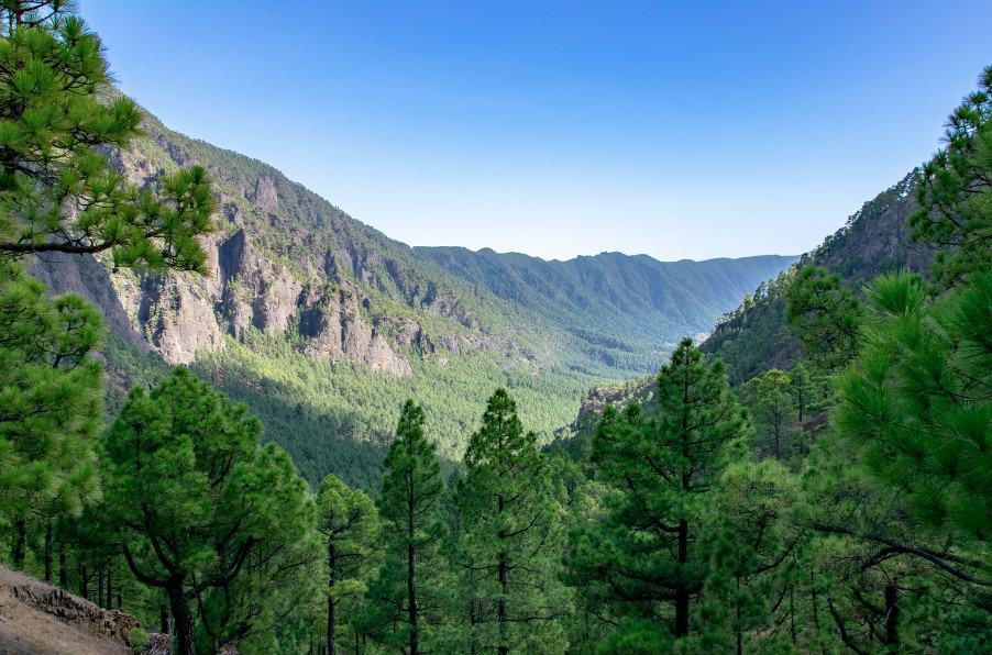 Overlooking a dense green canopy of the laurel forest, Mirador de La Cumbrecita in La Palma, Canary Islands, offers visitors a peaceful vista and a breath of fresh air, easily earning its place on the list of free things to do in La Palma.
