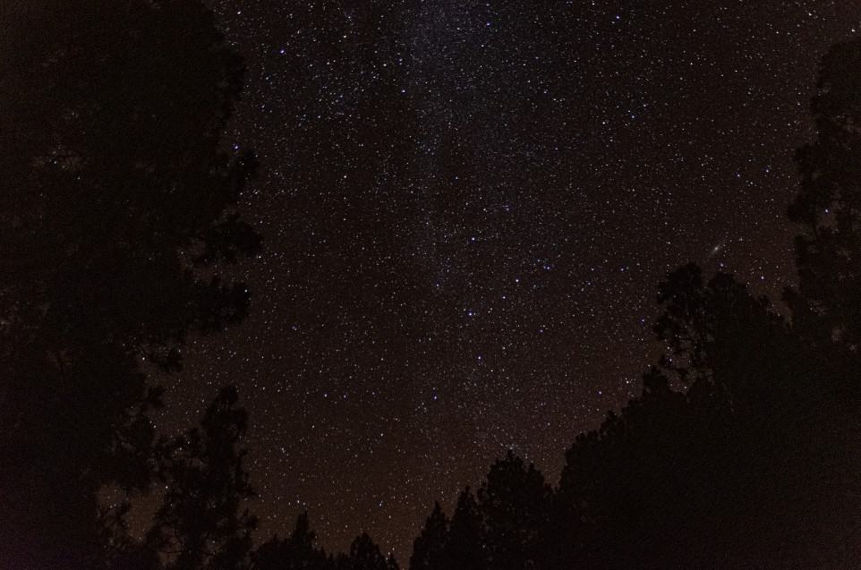 A breathtaking night sky brimming with stars, seen through the silhouettes of pine trees in La Palma, Canary Islands. The natural darkness of the area provides a perfect canvas for stargazing.