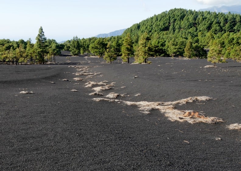 A stark landscape at Tajogaite in La Palma, where a trail meanders through a black volcanic ash field bordered by a green pine forest, showcasing the island's dramatic volcanic terrain.