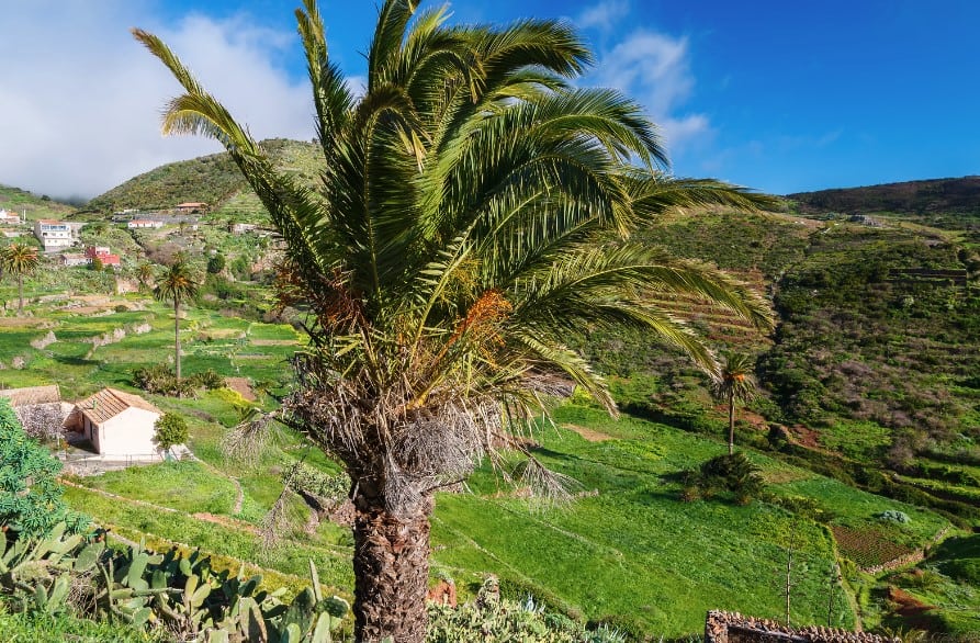 You will see many palm trees and green pastures while hiking on La Gomera