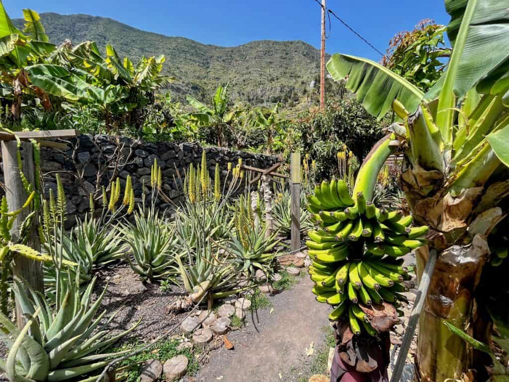 Banana plants in a La Gomera garden, highlighting the island's agricultural bounty on La Gomera tours