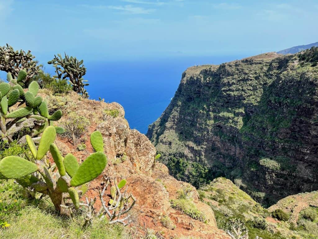 Cacti framing the rugged coastline, a common sight on the hike from Agulo to Mirador de Abrante.