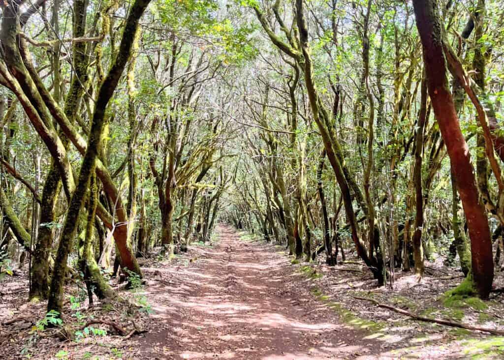 Cañada de Jorge is an easier trail in the forest for families going hiking in La Gomera