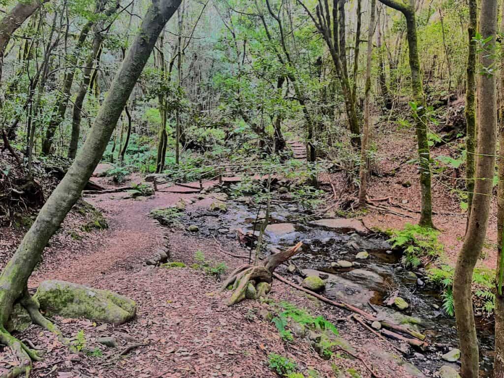 A tranquil forest trail with a wooden bridge crossing a stream in La Gomera, inviting explorers to decide how long to spend in La Gomera to fully enjoy its serene hiking paths.