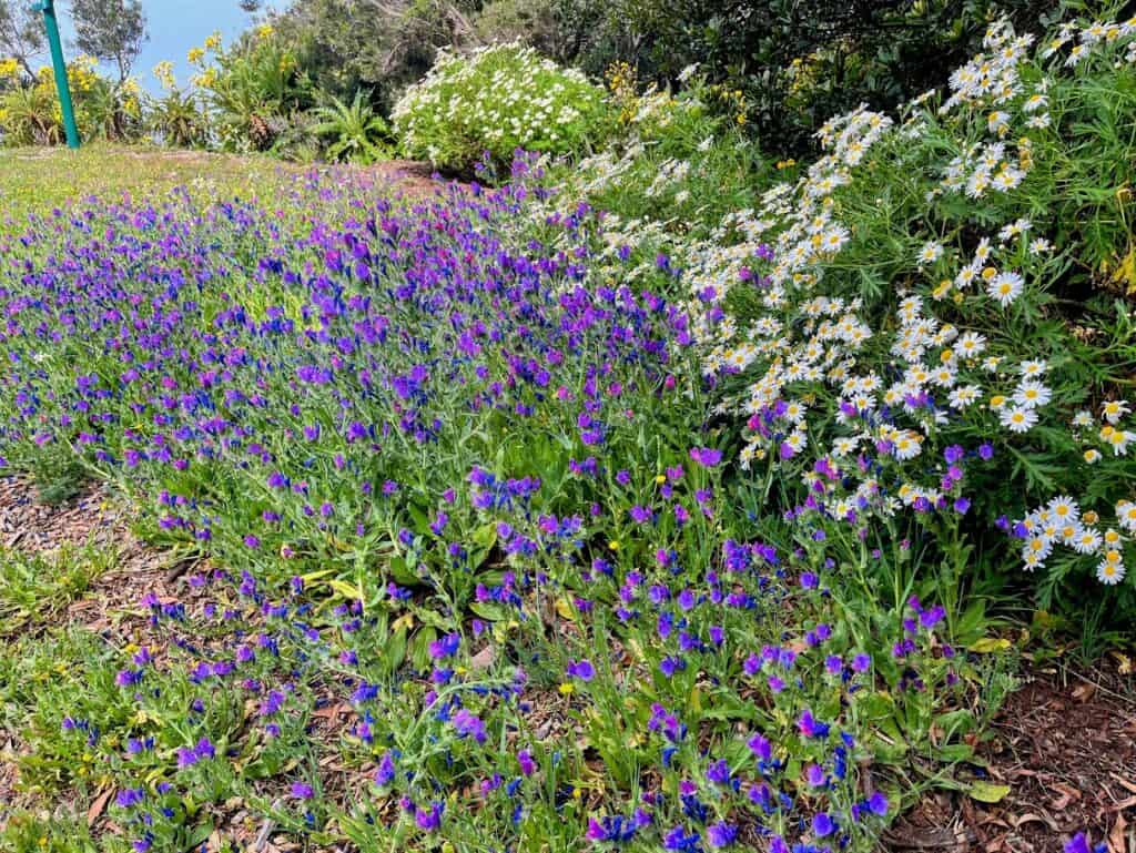 A vibrant display of purple and white wildflowers against a lush green backdrop, illustrating the natural beauty you'll encounter on your La Gomera itinerary.