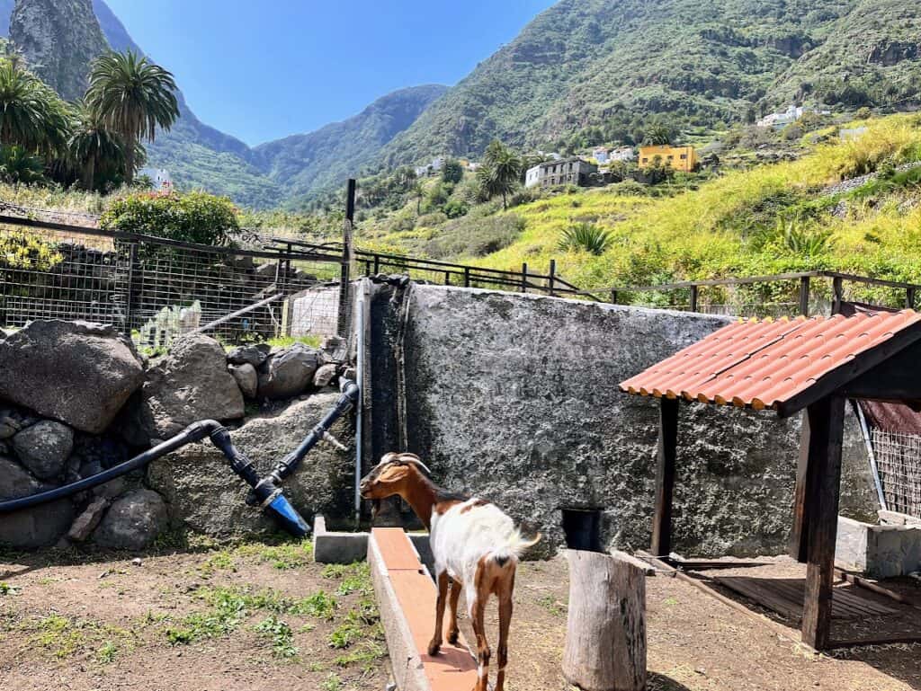 A goat stands in the El Parque Etnográfico de La Gomera with mountains behind