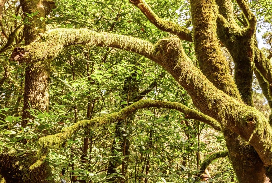 Lush Morella faya beech trees draped in moss, a mystical scene for those taking tours on La Gomera.