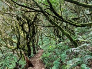 Twisted ancient trees lining the trails in Parque Nacional de Garajonay, La Gomera.