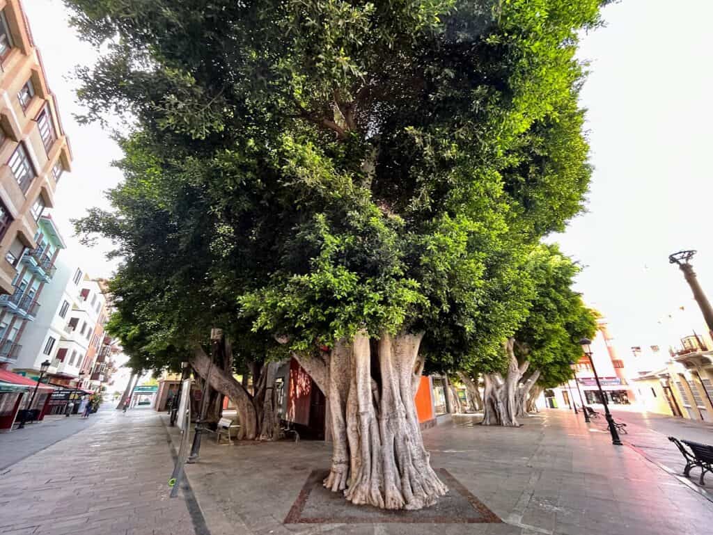 Historic tree in a plaza in San Sebastián de La Gomera, a landmark to visit after figuring out how to get to La Gomera.