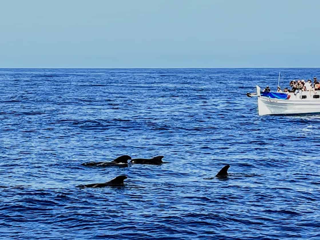 Best 7 Tenerife Whale And Dolphin Watching Tours 2025 best-7-tenerife-whale-and-dolphin-watching-tours-2025