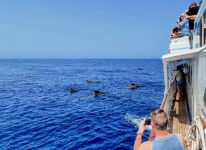 A scenic depiction showcasing the natural marine beauty during La Gomera tours, with whales and people taking pictures on a boat in the Canary Islands.