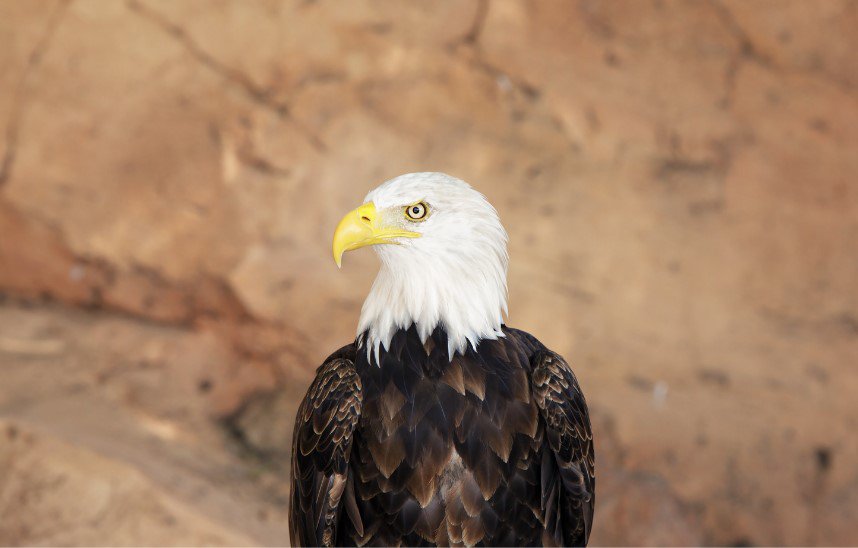 Close view of a majestic bald eagle perched, showcasing the wildlife encounters at Jungle Park, one of the Tenerife amusement parks.