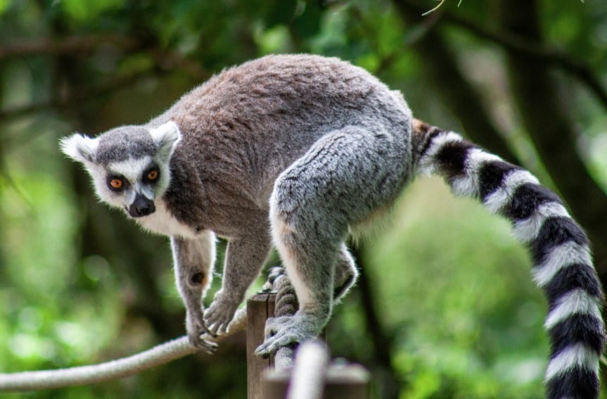 A ring-tailed lemur navigating ropes with focus, at Monkey Park, showcasing Tenerife's diverse animal attractions.