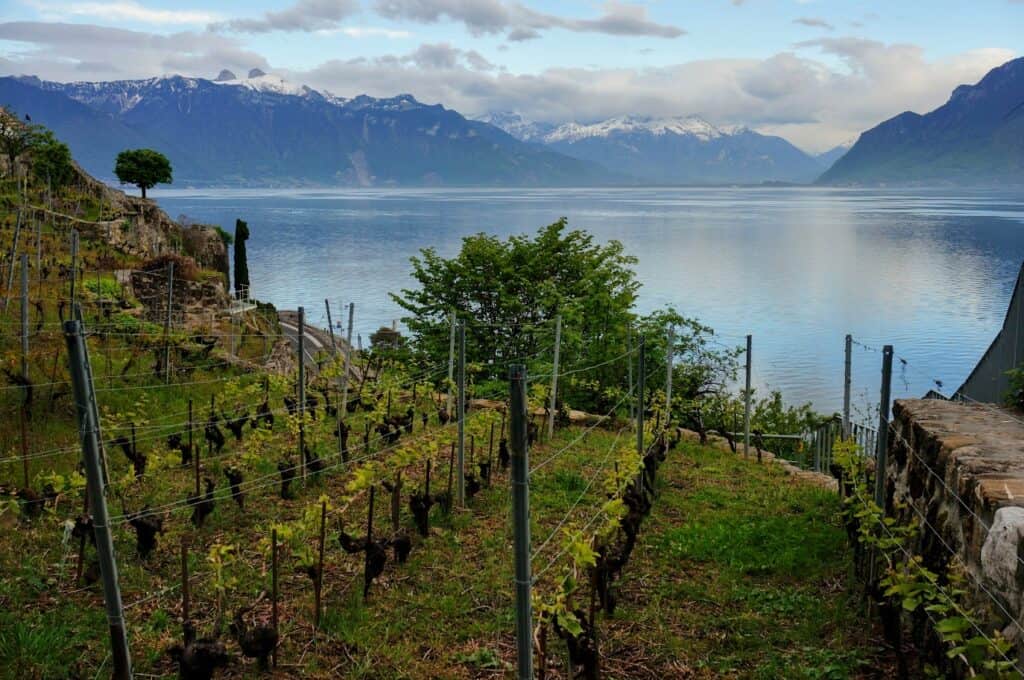 The terraced Lavaux Vineyards overlook the calm waters of Lake Geneva with the snow-capped Alps in the background. Exploring these vineyards is a perfect day trip from Geneva, especially for wine lovers looking to experience the beauty of the Swiss countryside.