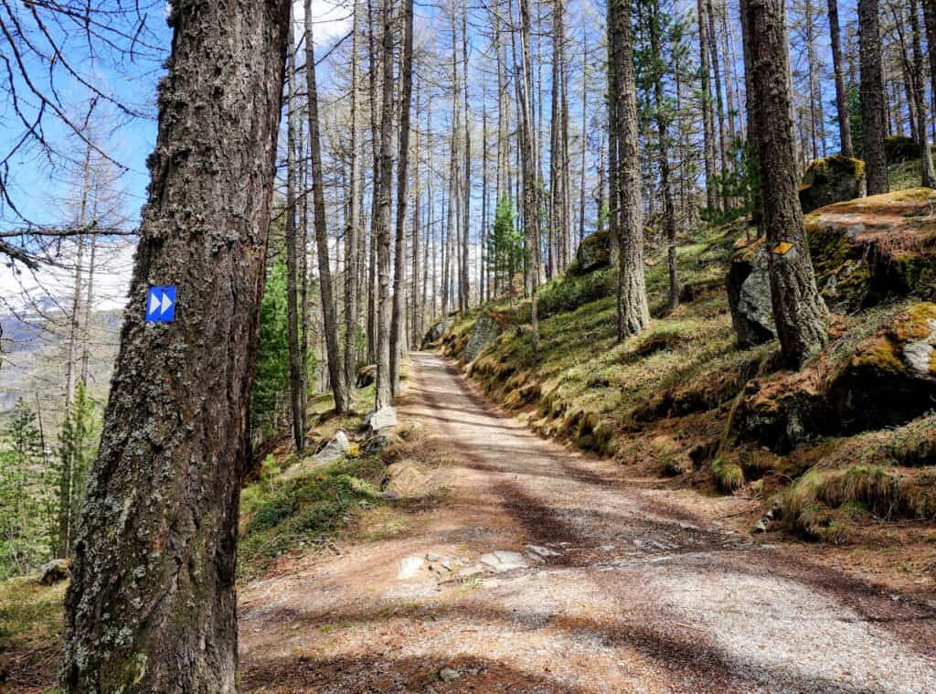 A dirt hiking trail passes through tall trees with a blue trail marker painted on a pine. This well-maintained path is perfect for a quiet nature walk in Zermatt.
