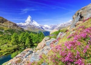Bright pink wildflowers bloom along a rocky slope with the Matterhorn standing tall in the distance. Hikes like this are perfect for those wondering what to do in Zermatt in summer beyond just sightseeing.